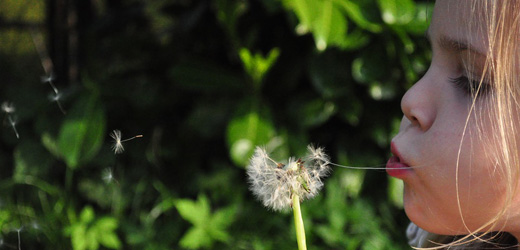 child blowing a dandelion